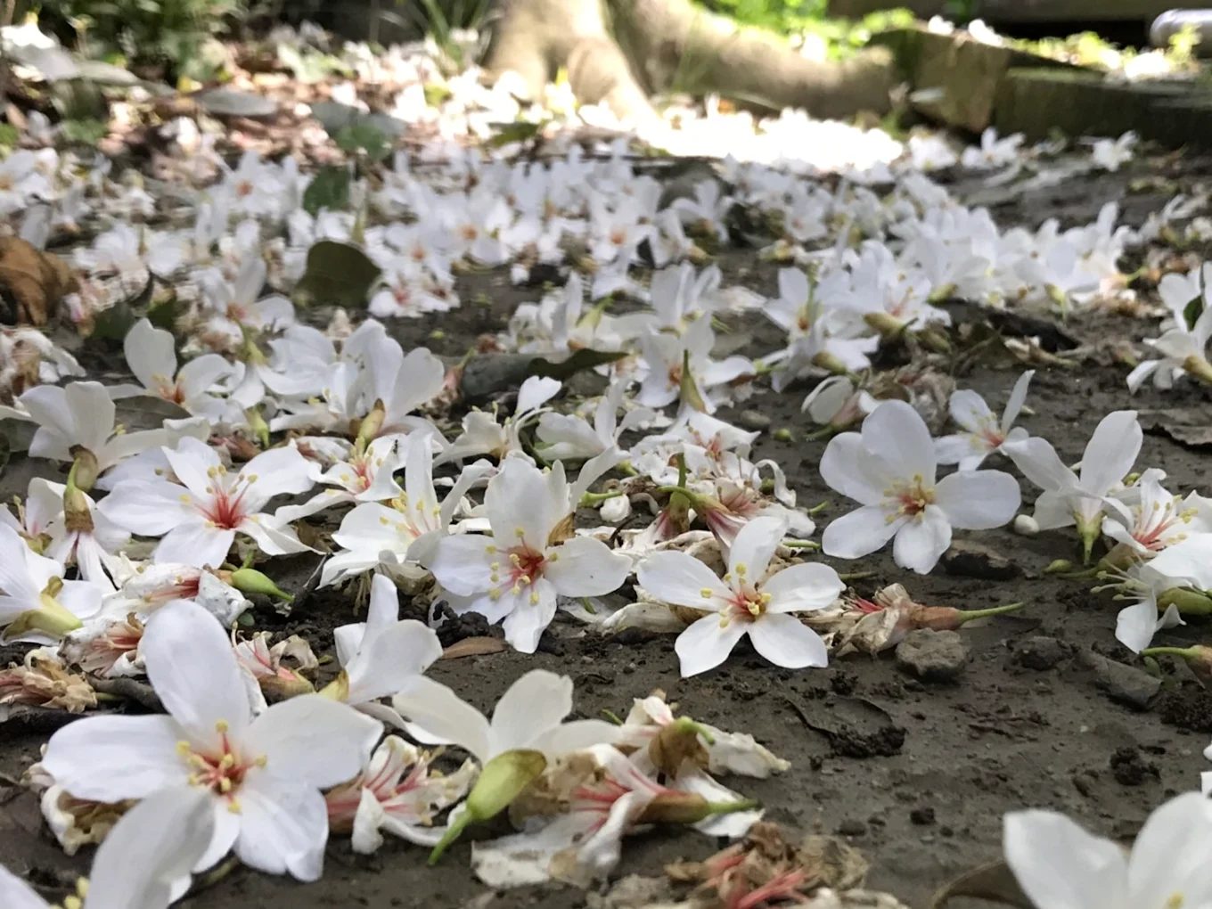 探索客庄小旅行的隱藏秘境｜讓你旅遊更便利的秘訣