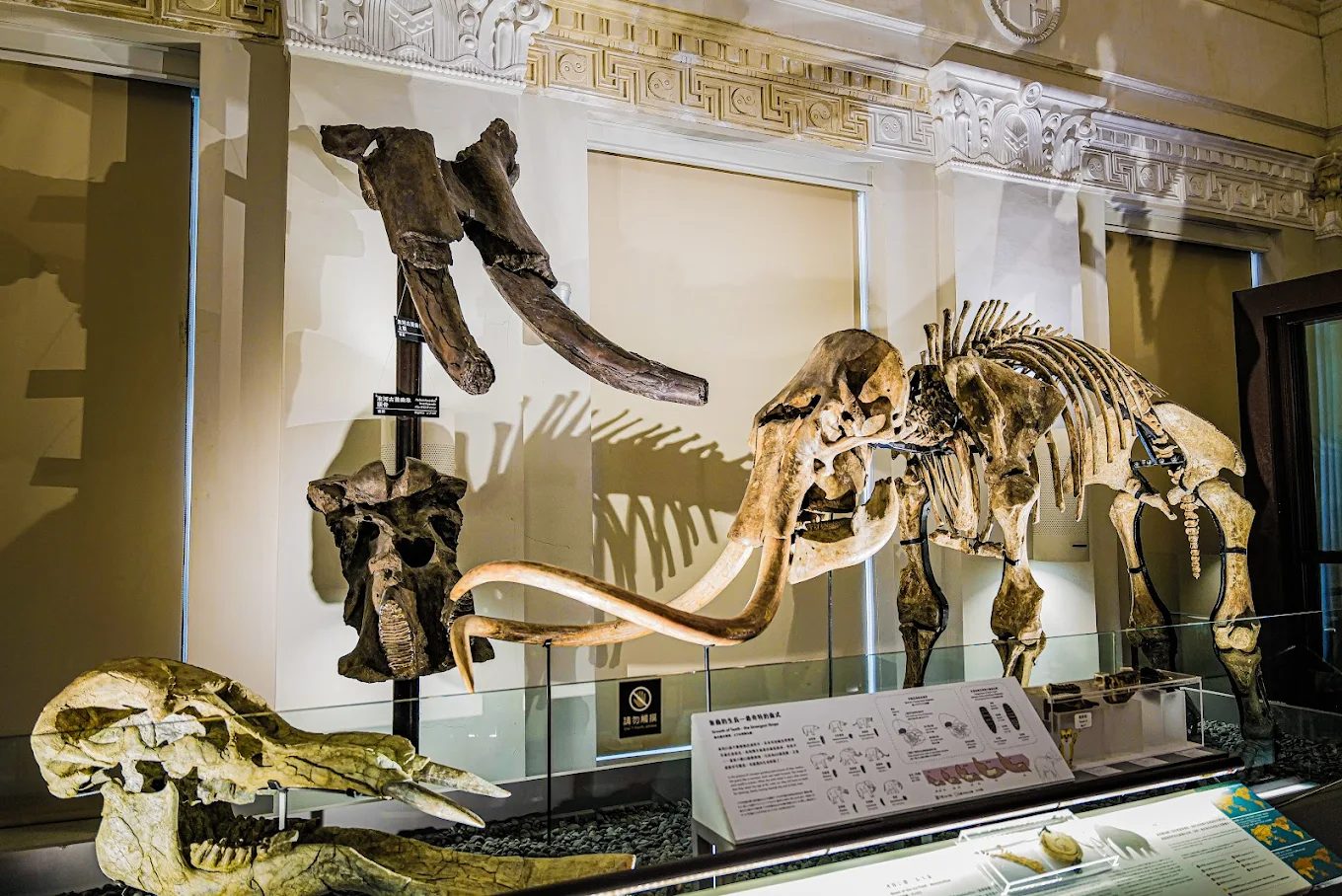 博物館日親子活動：探索國立台灣博物館的奇妙之旅