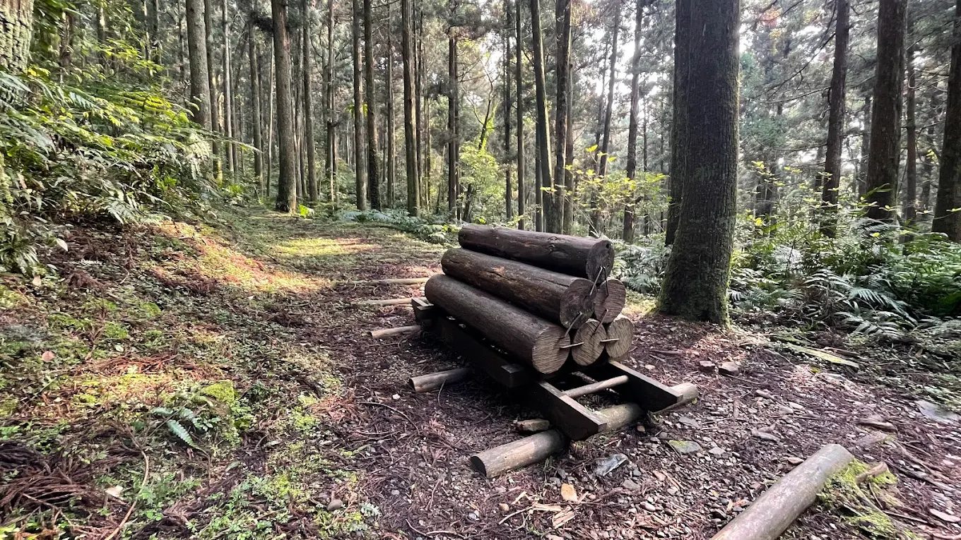 森林導覽：探索臺灣的自然之美