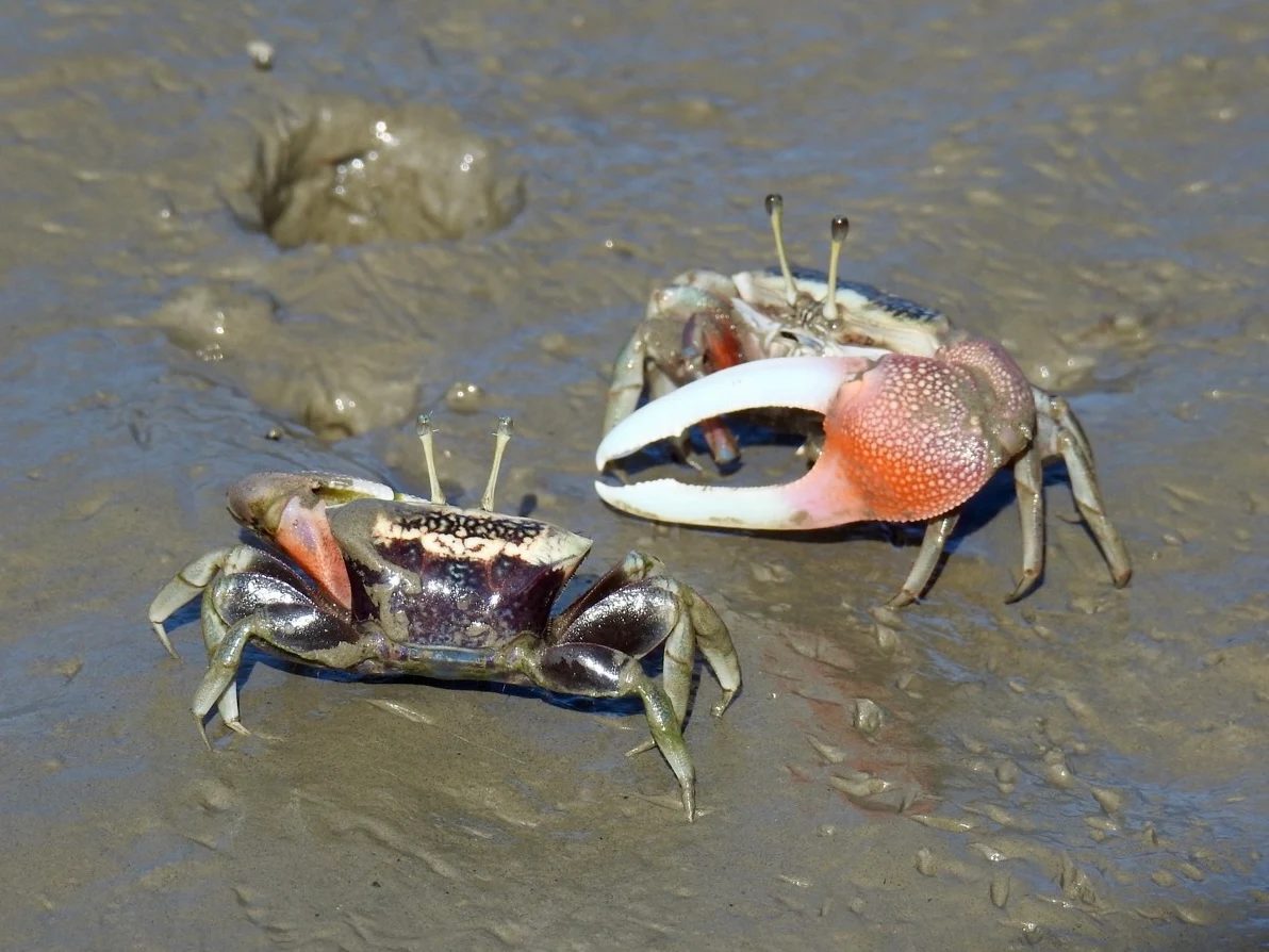 高美濕地活動報名｜探索自然之美，名額有限！