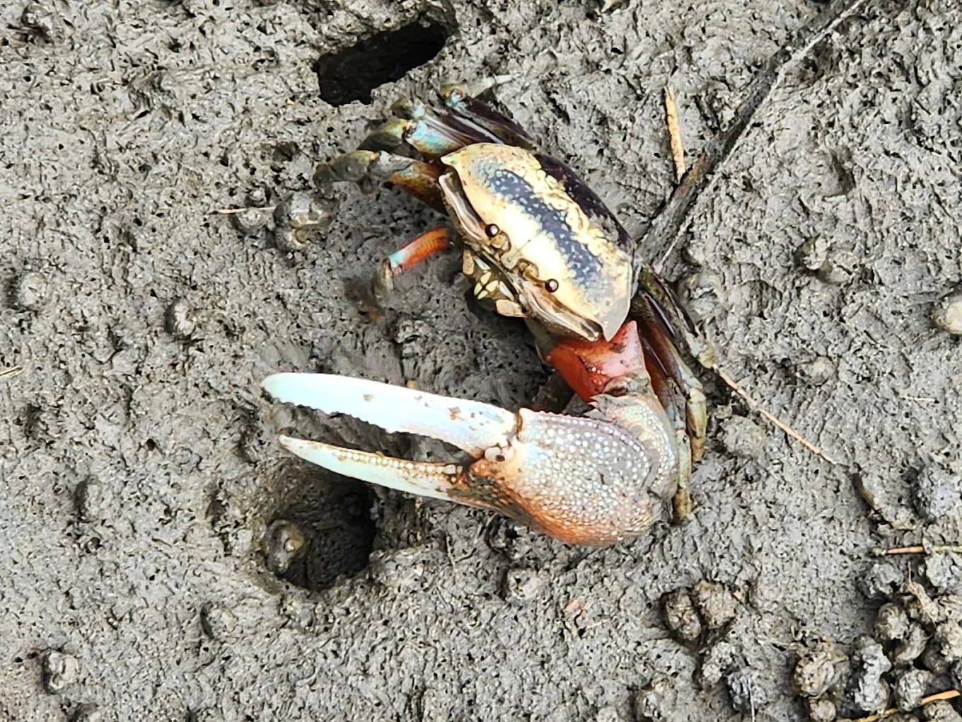 高美濕地活動報名｜探索自然之美，名額有限！