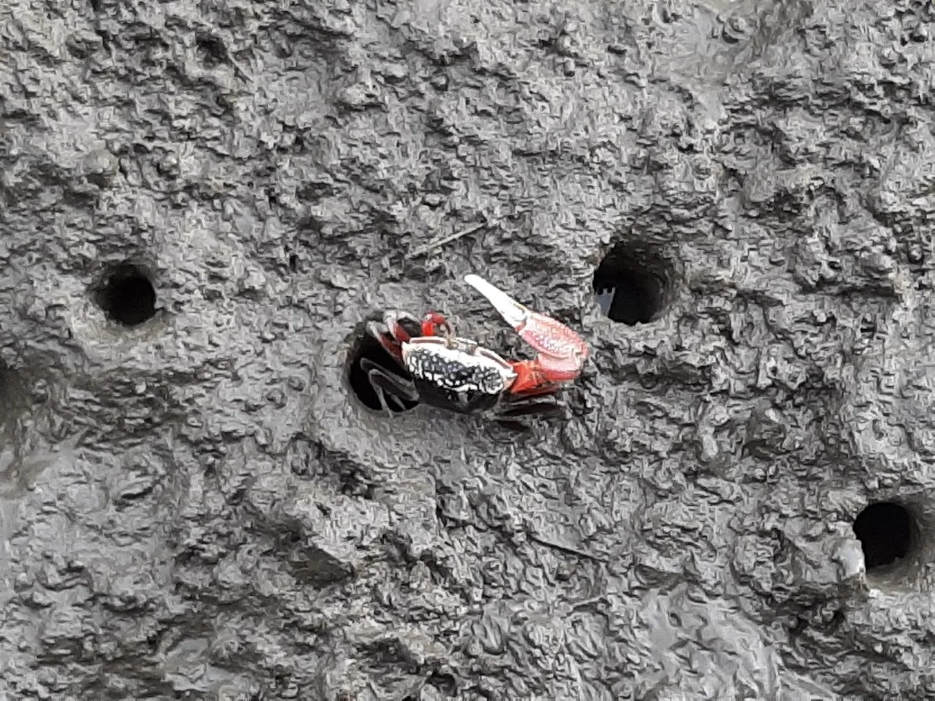 探索台灣的生物多樣性體驗：自然之美與教育意義