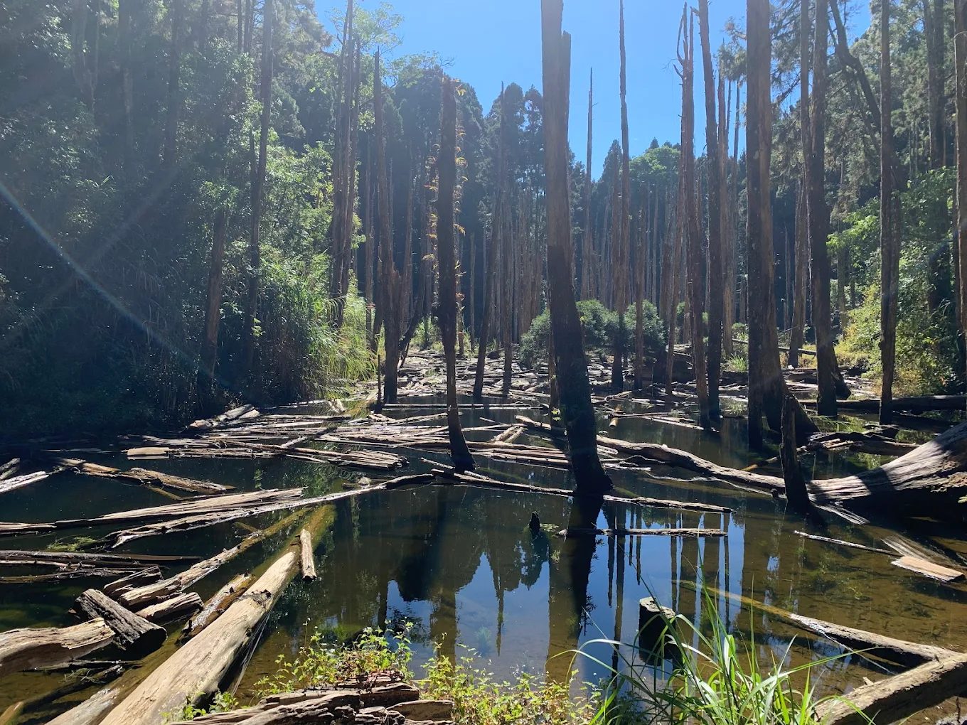 探索台灣的生物多樣性體驗：自然之美與教育意義