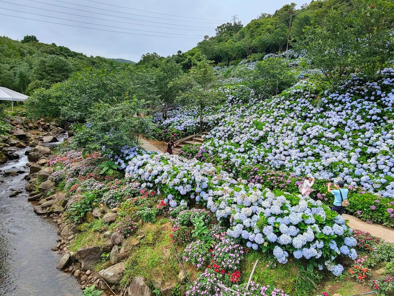 探索繡球花景點：高家繡球花田與更多必訪花海