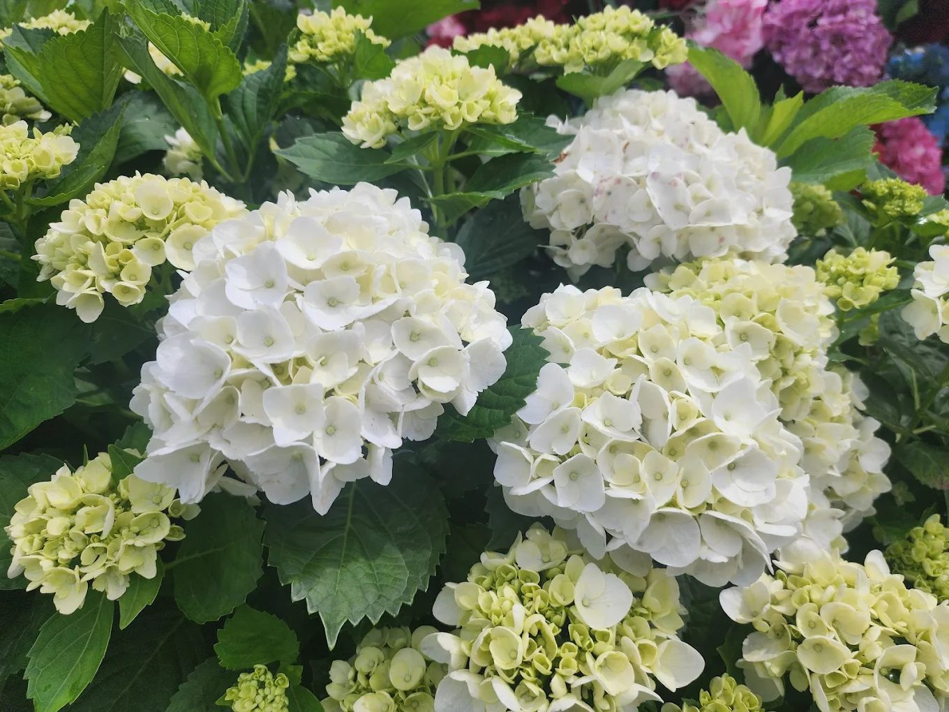 探索繡球花景點：高家繡球花田與更多必訪花海