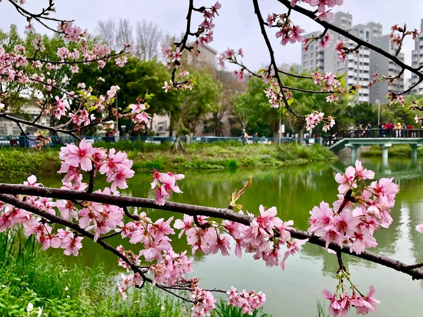 新竹景點大探索：發現新竹公園的隱藏寶藏