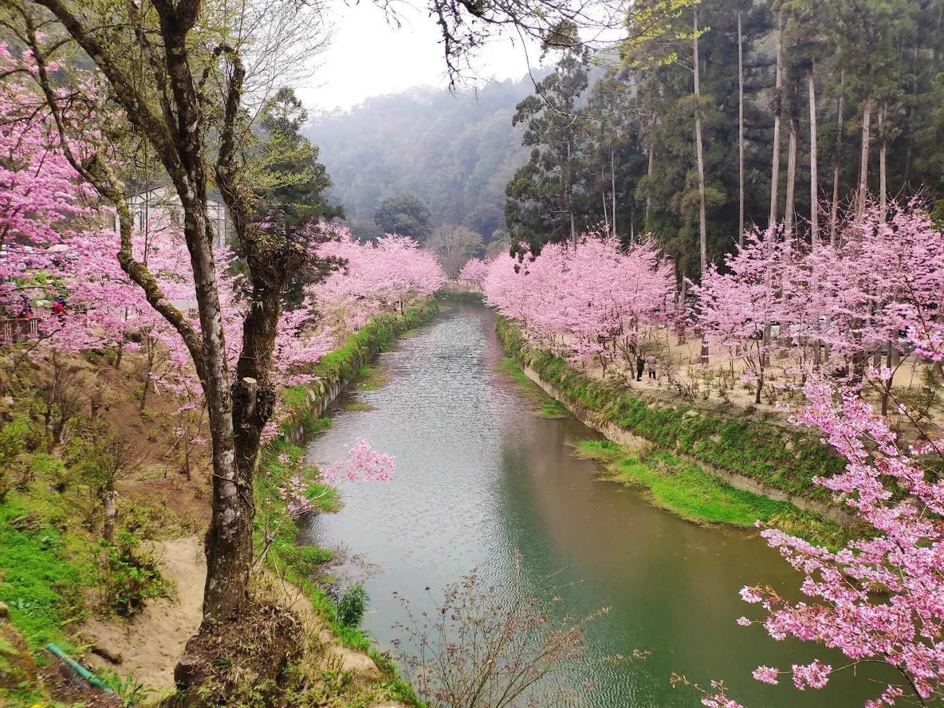 杉林溪小木屋：必訪的魅力住宿選擇