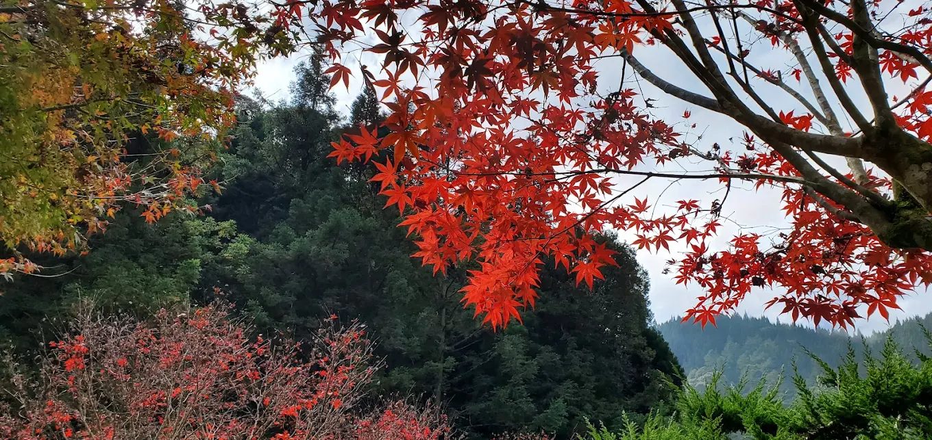 杉林溪主題會館的完美休閒之旅:探索自然美景與舒適設施