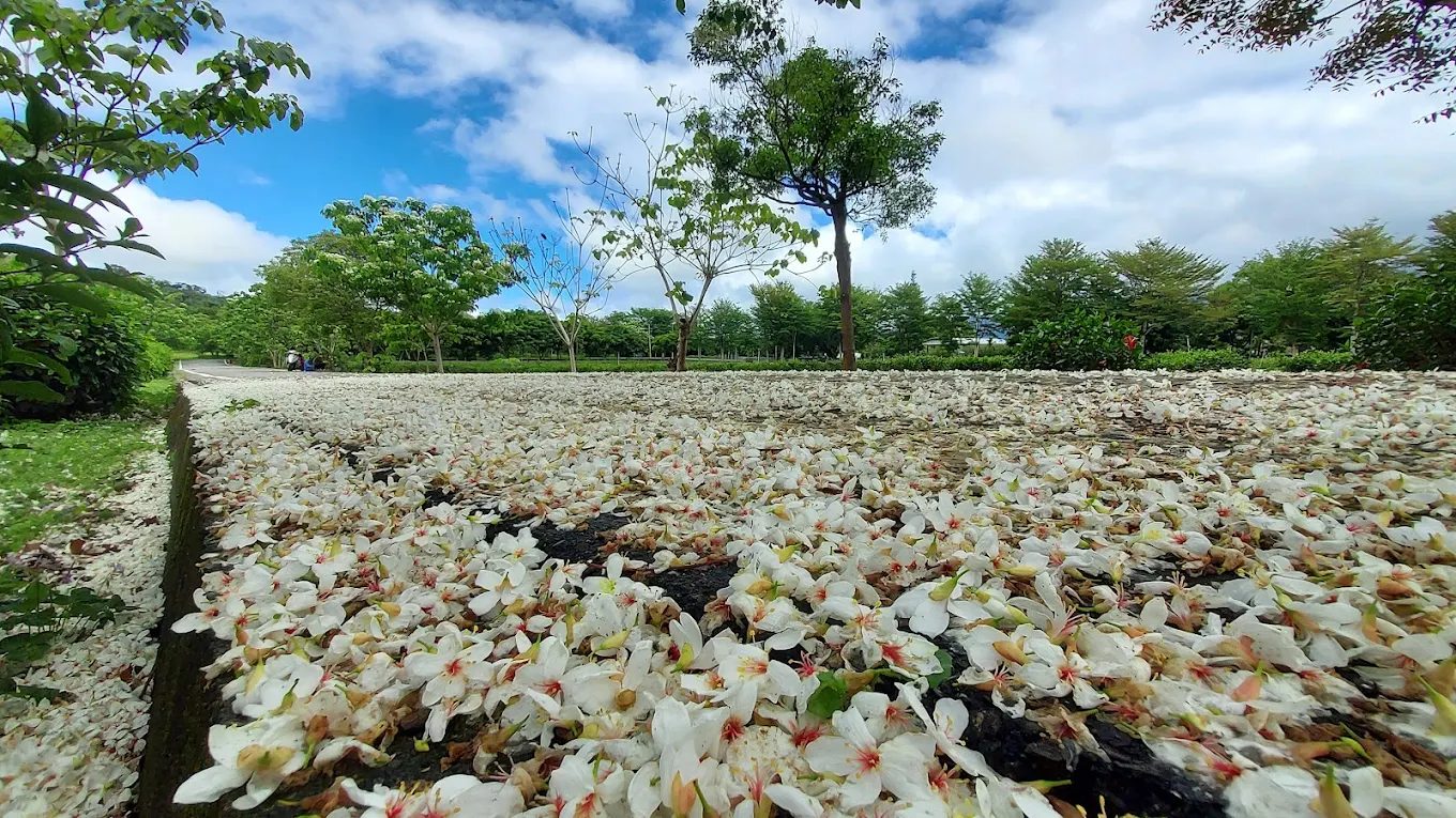 油桐花秘境探索：台灣最美的桐花景點綜合指南