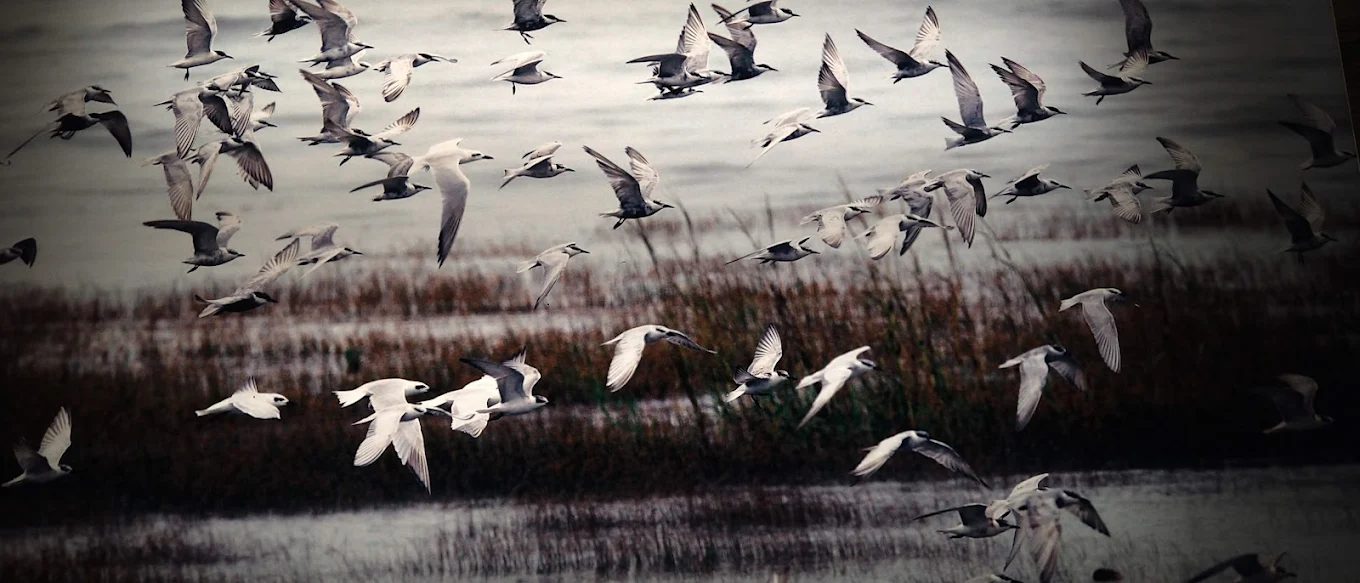 高美風車大道：探索台中國家級風力發電觀光聖地