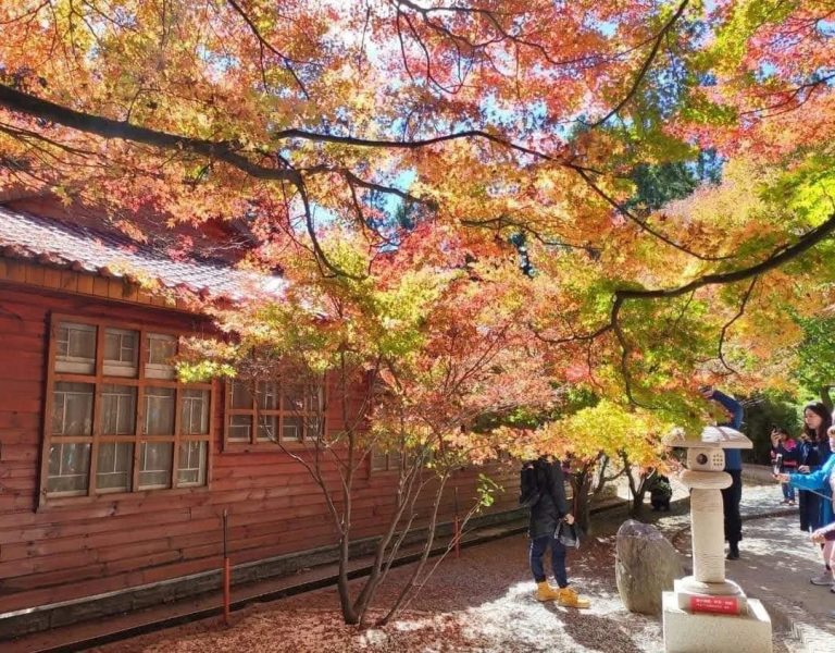 福壽山農場旅遊全攻略｜賞櫻、採果、賞景一次滿足的高山秘境