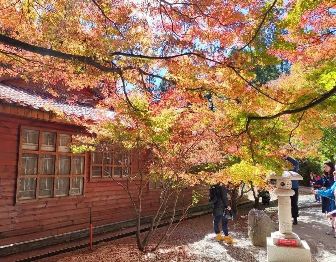 福壽山農場旅遊全攻略｜賞櫻、採果、賞景一次滿足的高山秘境