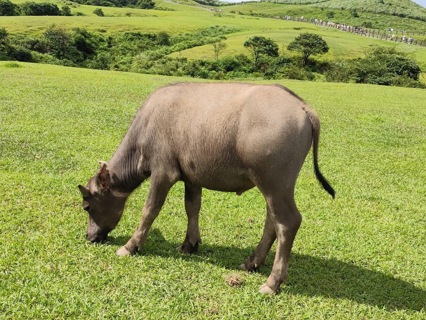 擎天崗：最佳健行與野餐好去處，享受大自然的美好