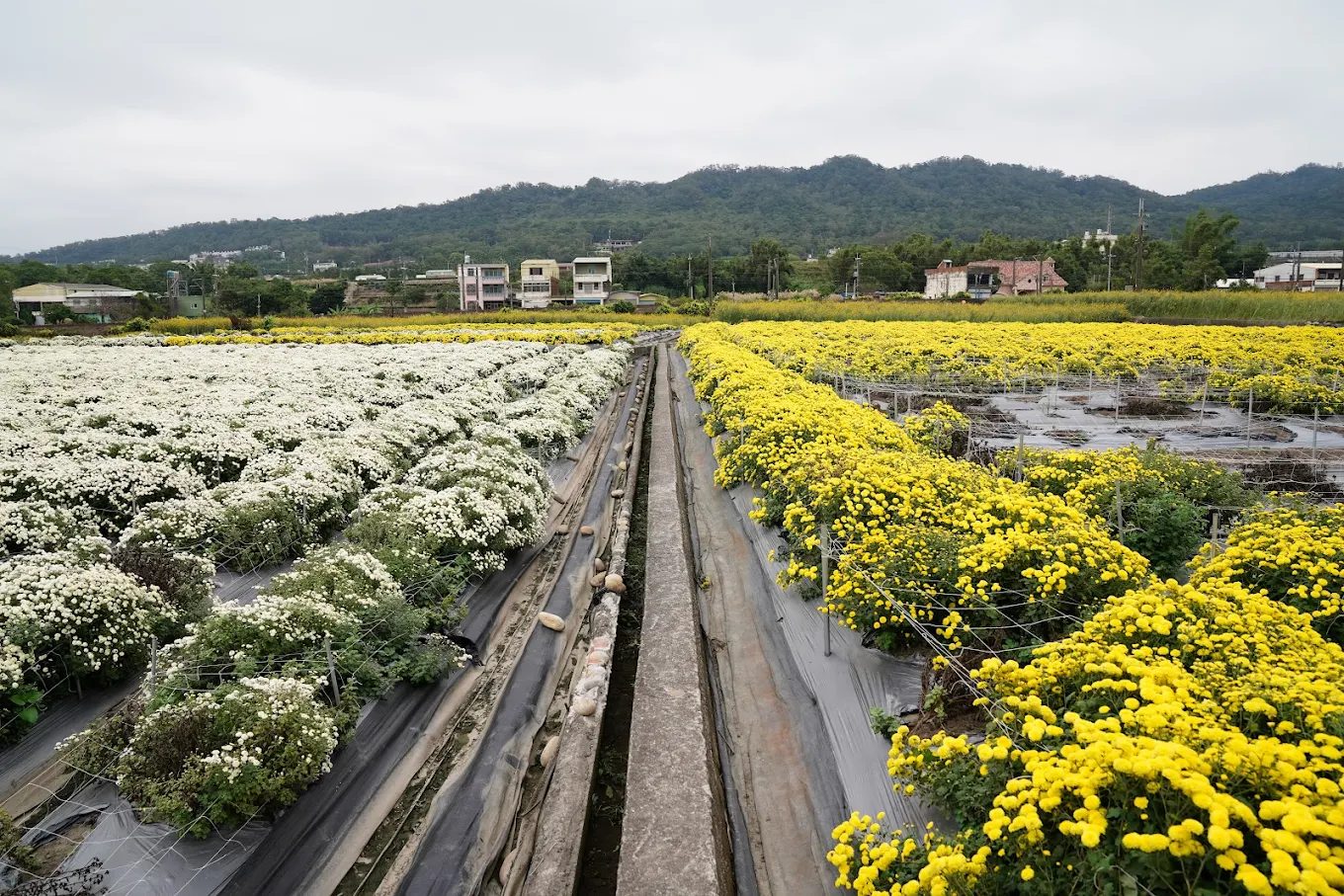 苗栗6月花季必去景點推薦｜體驗花露農場、銅鑼杭菊花季！