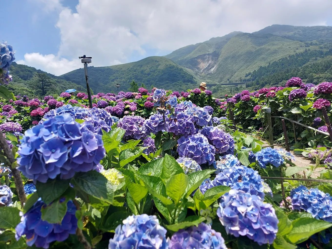 陽明山國家公園的秘境探索：不容錯過的景點
