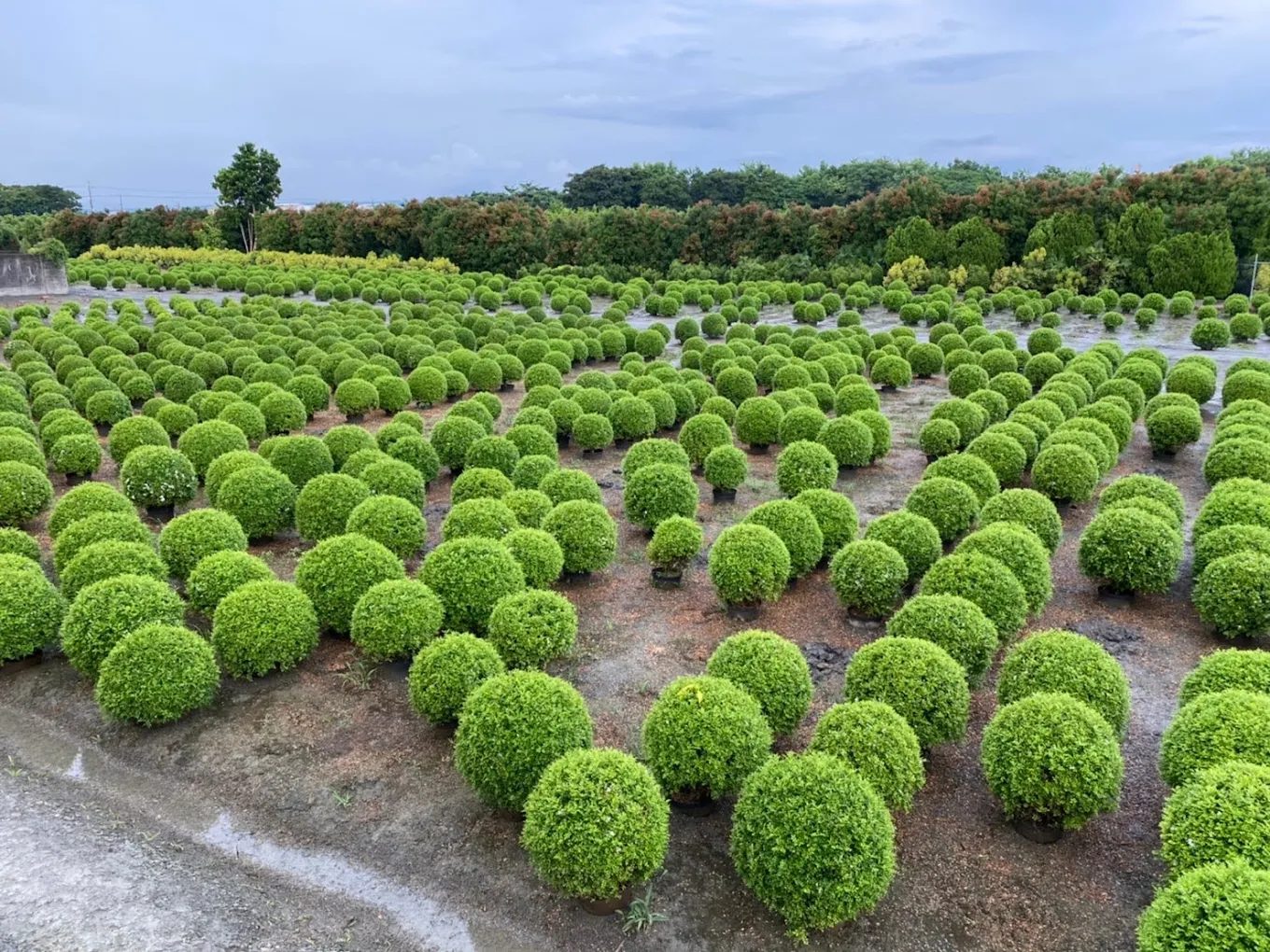 探索田尾公路花園的隱藏寶藏: 你不能錯過的亮點
