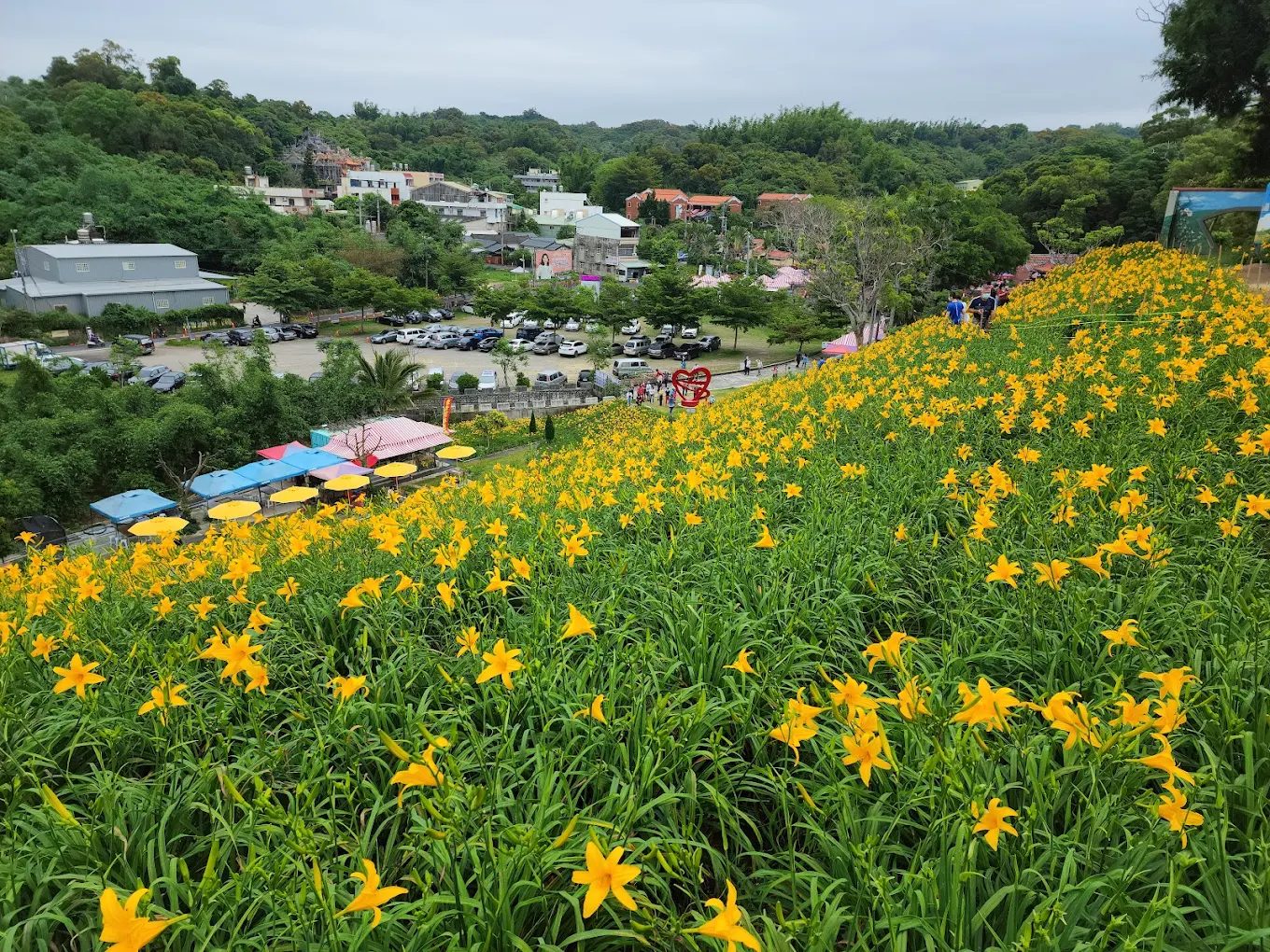 虎山巖金針花：絕美的金針花海與最佳觀賞攻略