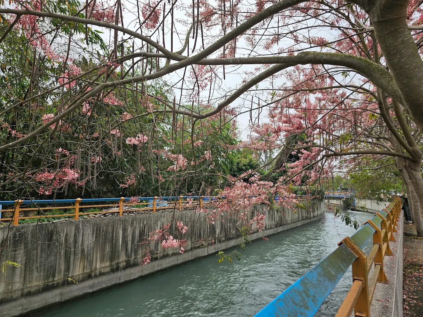 探索二水花旗木鐵道的魅力與特色