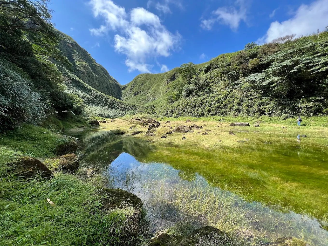 陽明山花季：完整攻略及必訪景點推薦