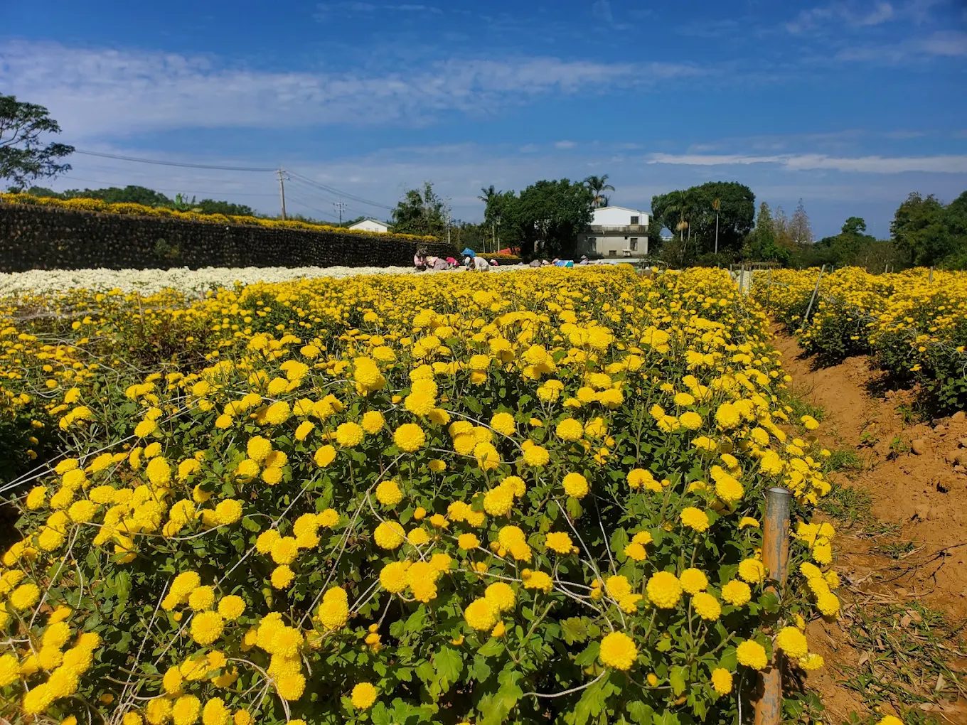 苗栗銅鑼杭菊花季會場：不容錯過的自然之美