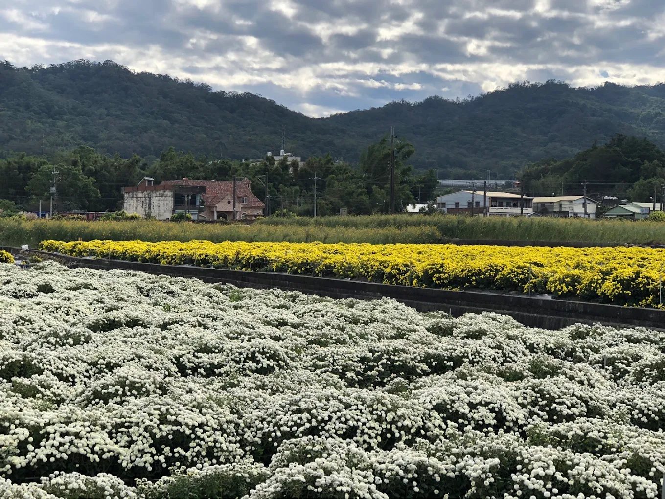 苗栗銅鑼杭菊花季會場：不容錯過的自然之美