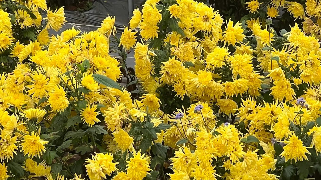 苗栗銅鑼杭菊花季會場：不容錯過的自然之美