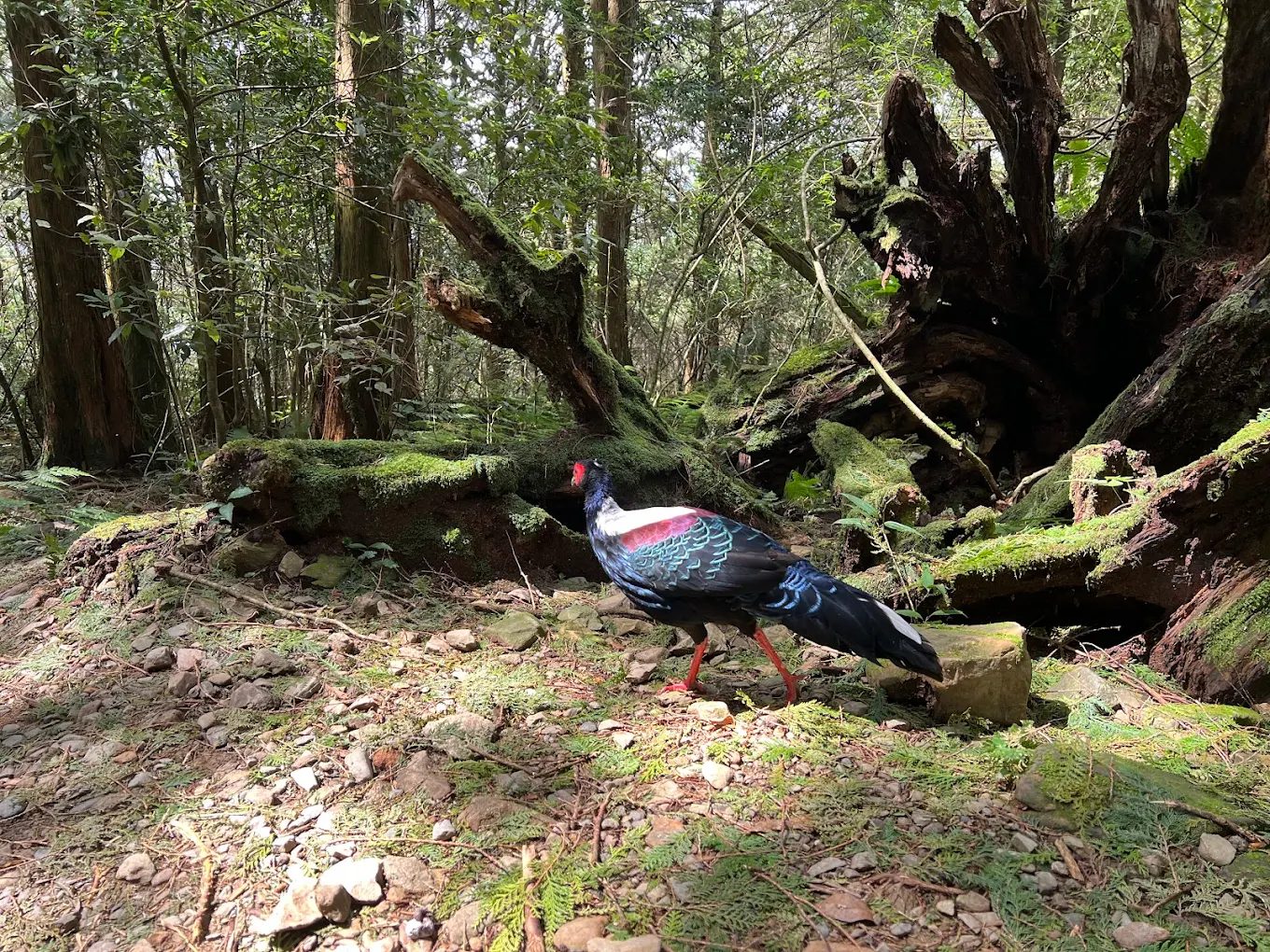 大雪山森林遊樂區全方位探索｜獨特景點、資訊與建議