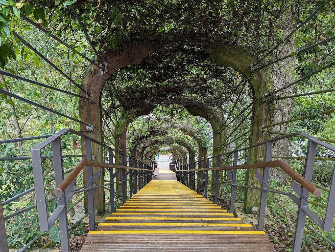 探險知本國家森林遊樂區|自然美景與體驗攻略