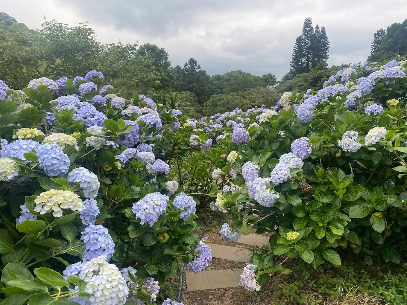 繡球花的魅力：2025年最值得一遊的繡球花景點