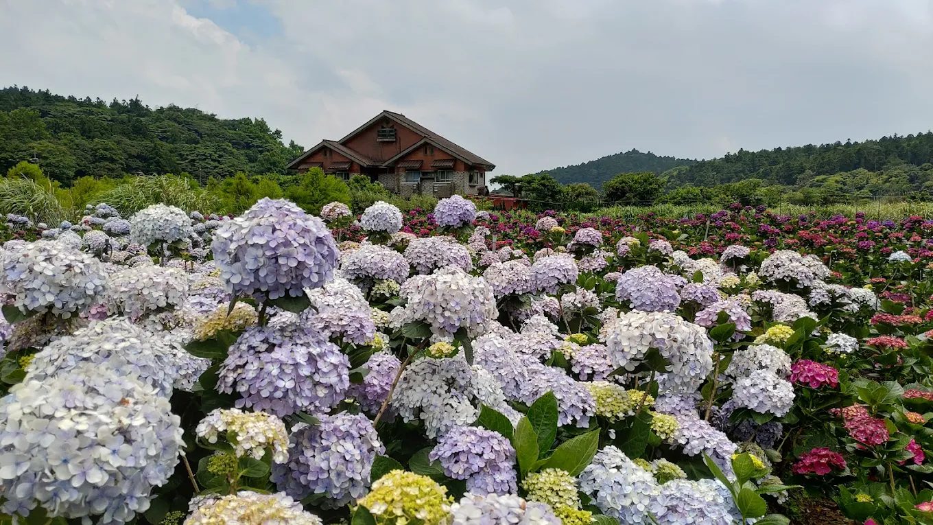 繡球花的魅力：2025年最值得一遊的繡球花景點