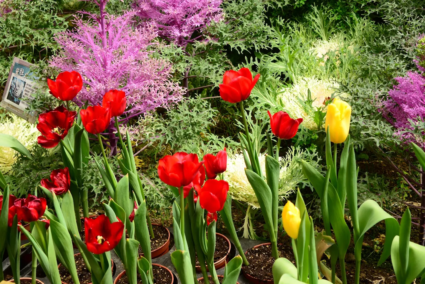 杉林溪花季旅遊全攻略|賞花、健行、美食一次打包