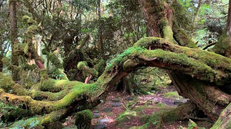 探索原始檜木步道｜太平山檜木原始林步道的魅力與秘訣