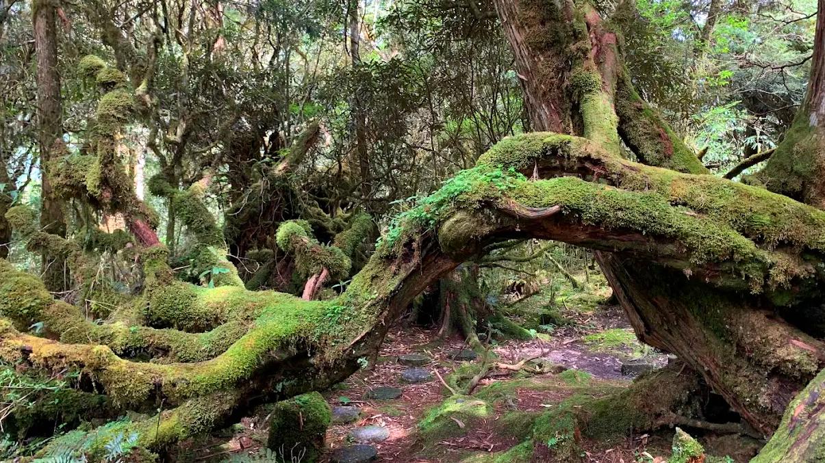 探索原始檜木步道｜太平山檜木原始林步道的魅力與秘訣