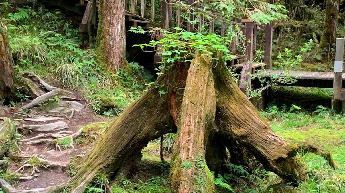 探索原始檜木步道|太平山檜木原始林步道的魅力與秘訣