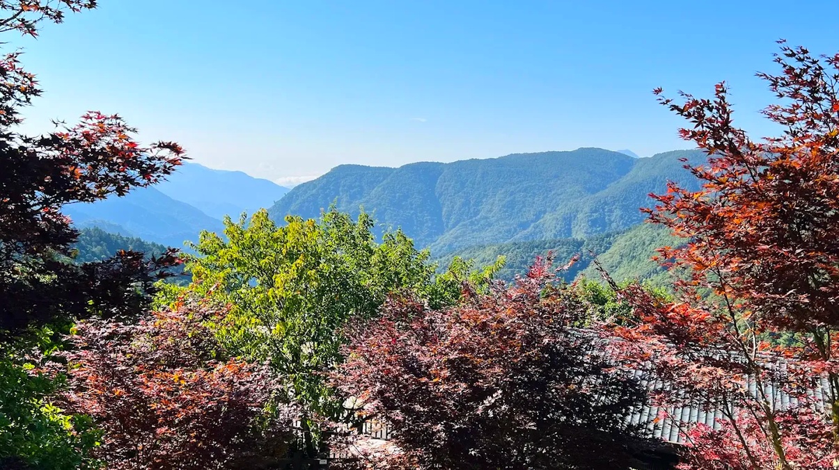 太平山紫葉槭賞楓攻略｜5大人氣觀景點，捕捉宜蘭秋色最美瞬間