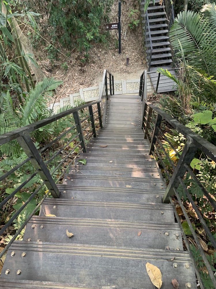 龍過脈森林步道｜雲林景點推薦：探索不容錯過的迷人之地