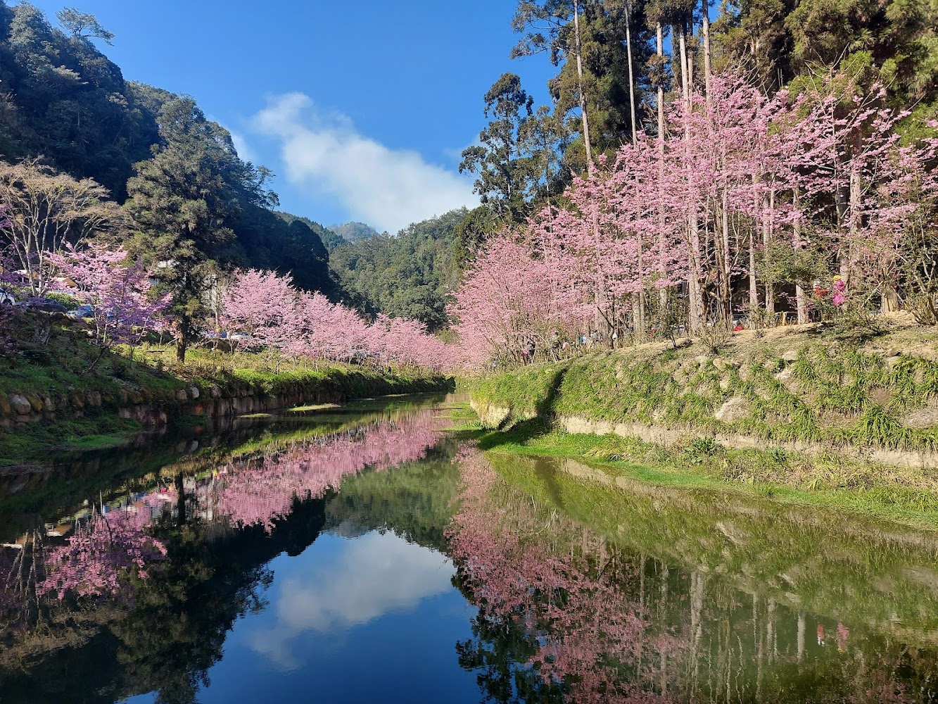 杉林溪森林生態渡假園區影片｜杉林溪：探索台灣的自然瑰寶與多元生態