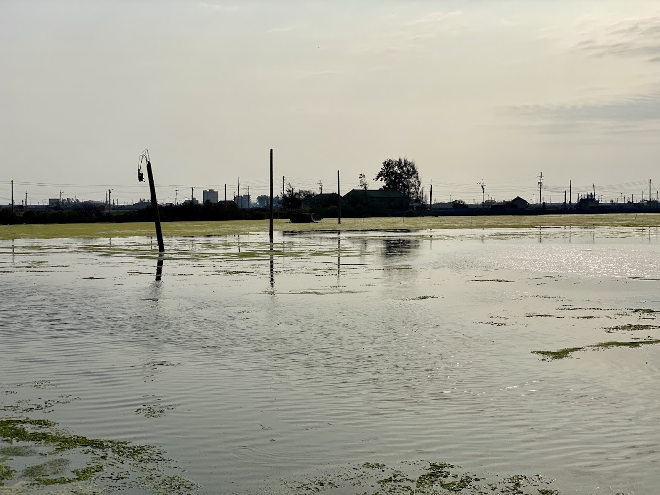 探索雲林景點：雲嶺之丘、龍過脈森林步道、成龍濕地等必訪之地