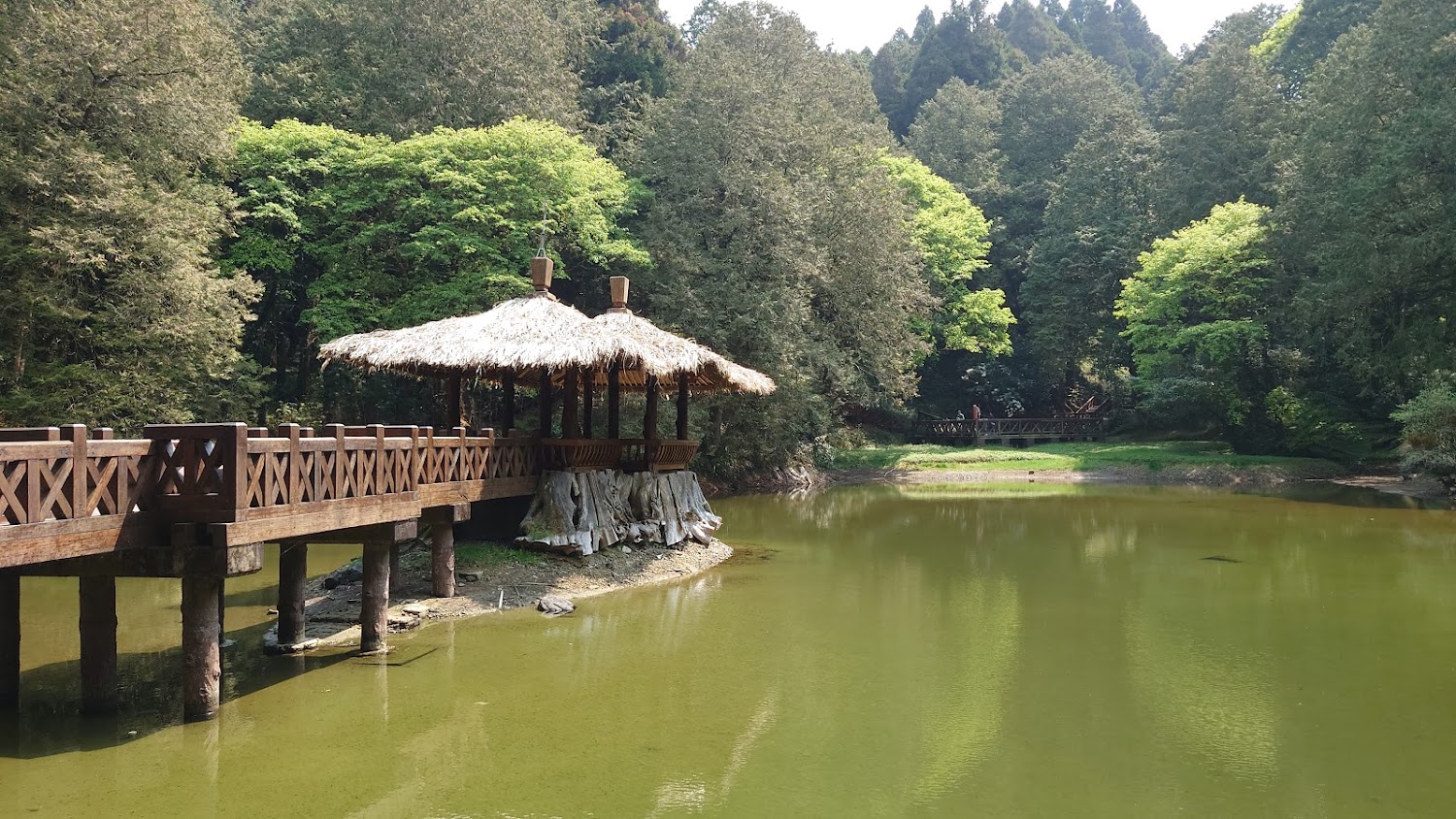 阿里山茶農場｜阿里山鄉探索：5個必訪景點與美食推薦