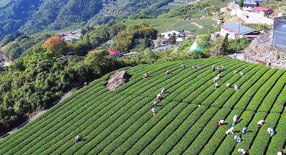 圖4 Shengli_alishan