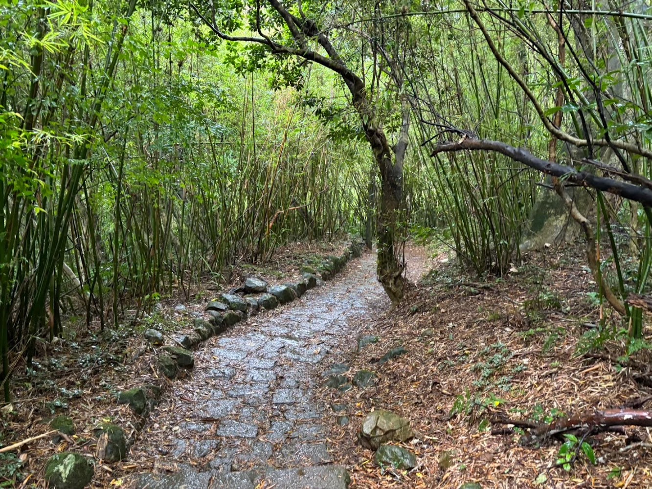 全部｜台北大縱走：全攻略與九五峰登山經驗分享