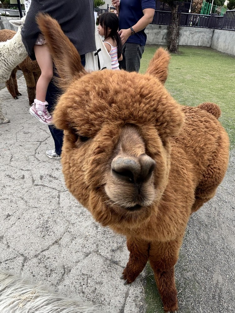 所有照片｜九九峰動物樂園的最佳旅遊指南｜探索動物世界的樂趣