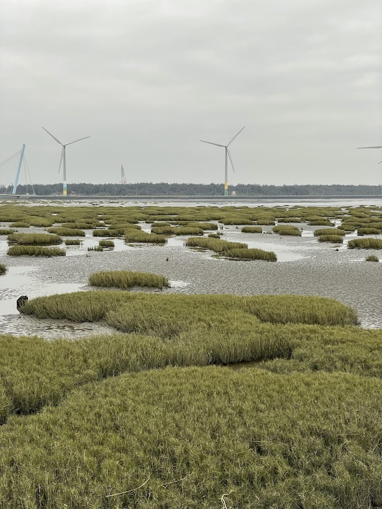 高美濕地觀賞鳥類與日落的最佳去處