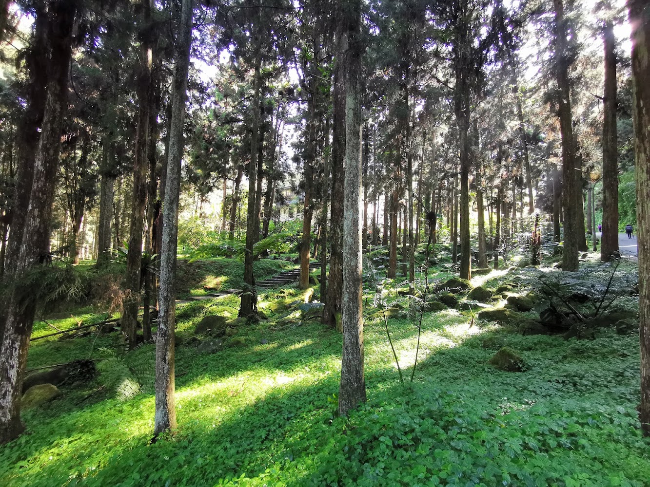 溪頭國家森林遊樂區