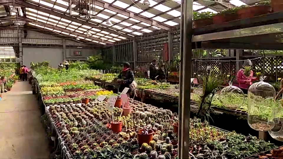 桃園賞花輕旅行：在大溪天御花園沉浸自然之美