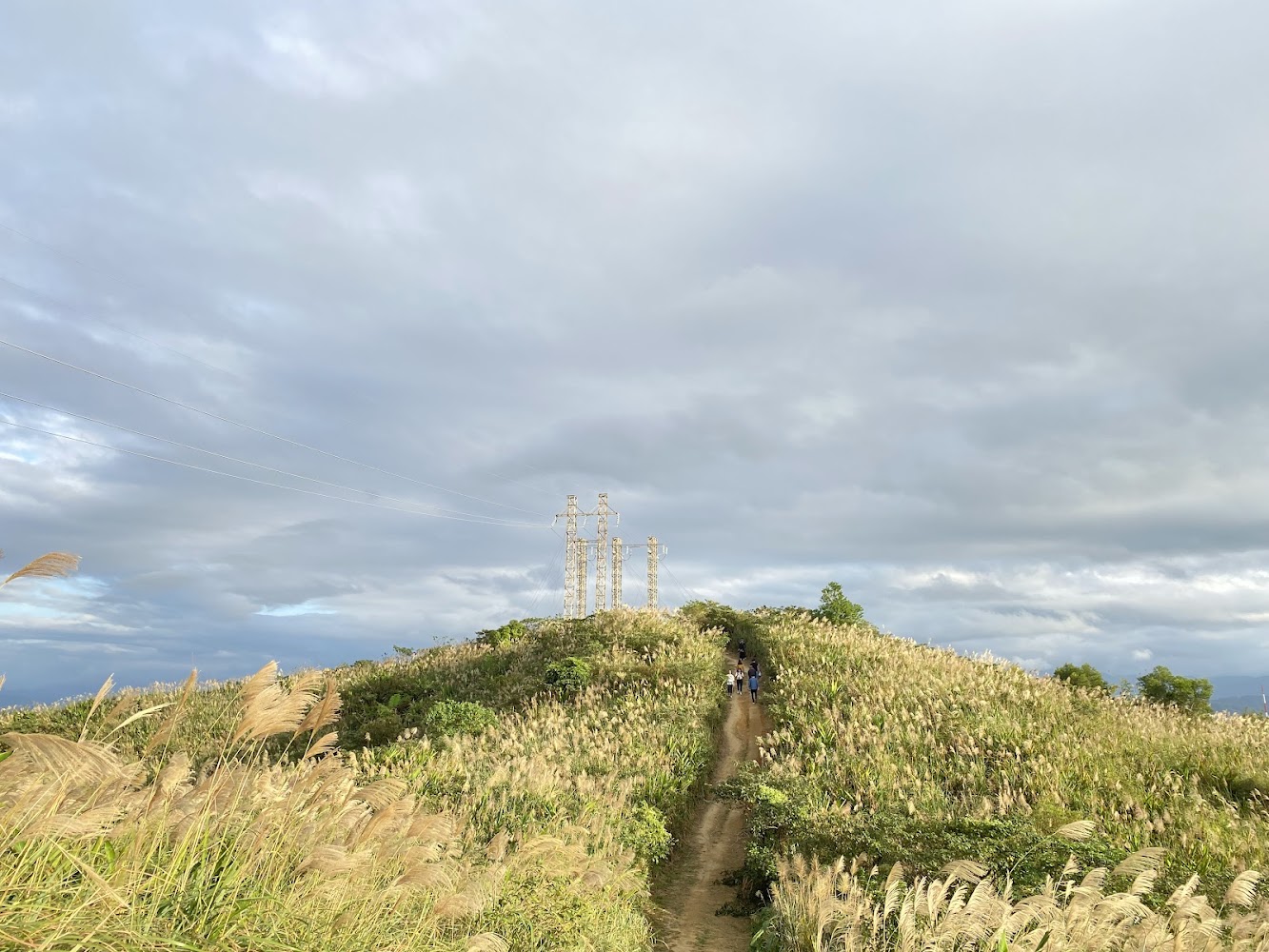 三角埔頂山芒草美景