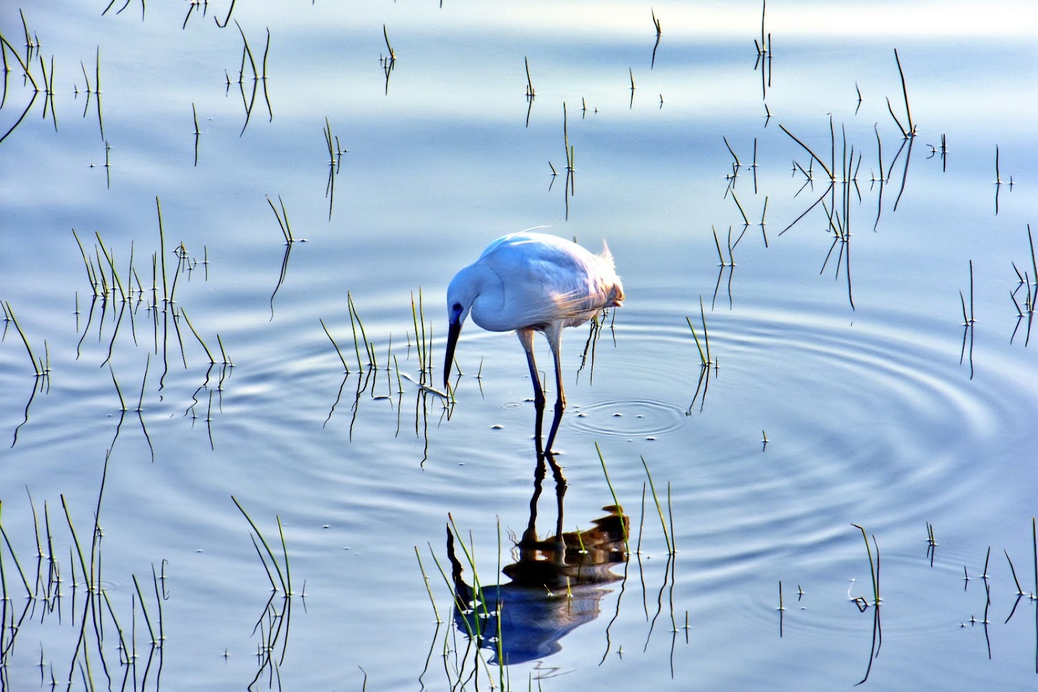 高美濕地木棧道｜高美濕地候鳥生態觀察指南：最佳賞鳥地點與秘訣