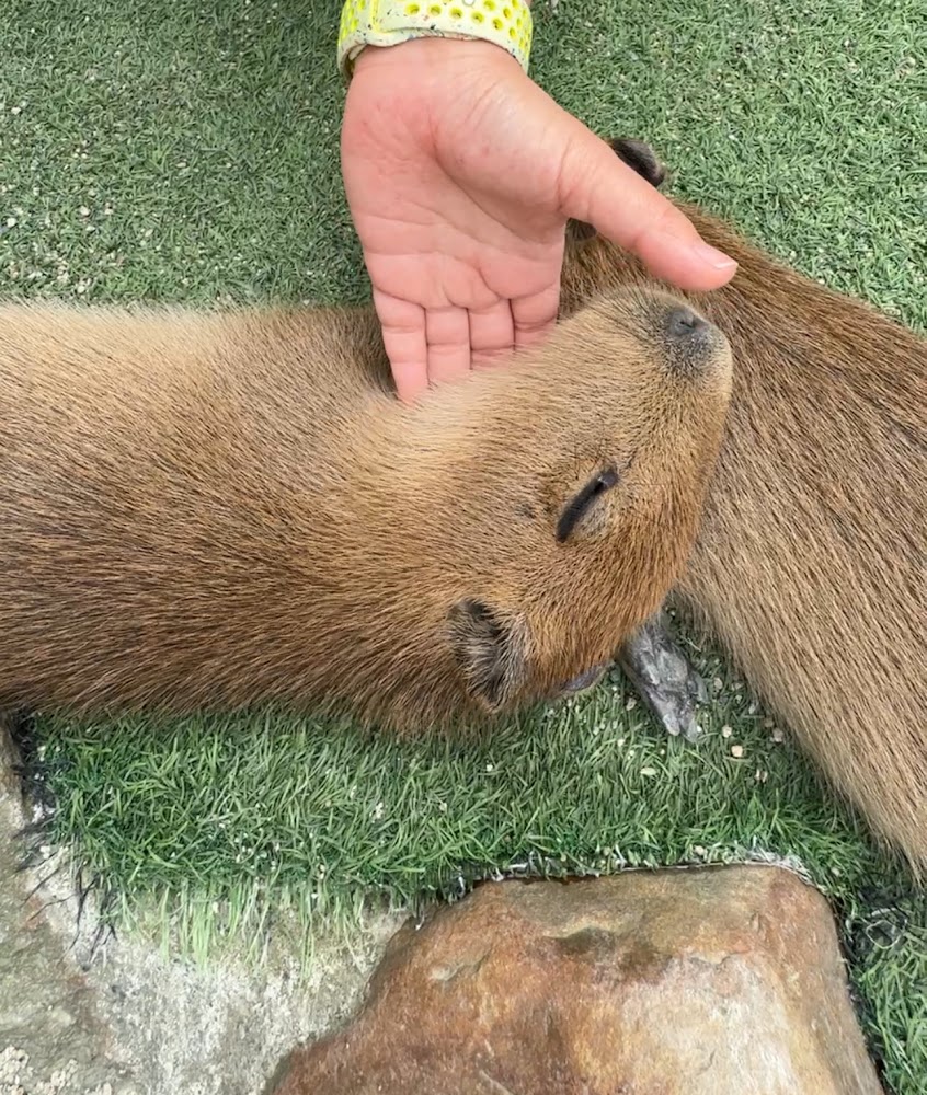 回巢農場：探索親子同樂的動物樂園