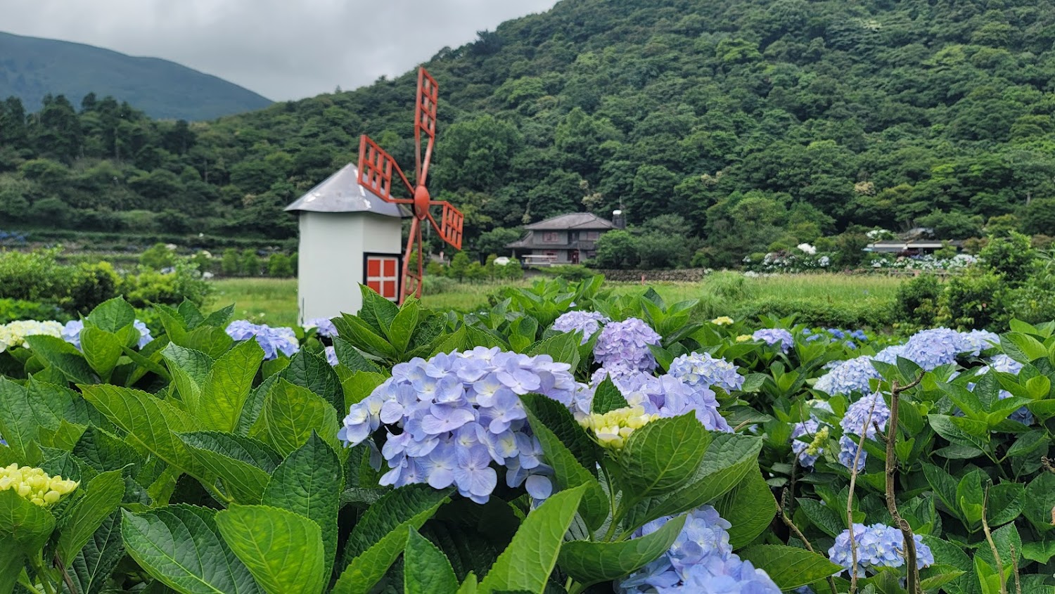 探索繡球花景點：高家繡球花田與更多必訪花海