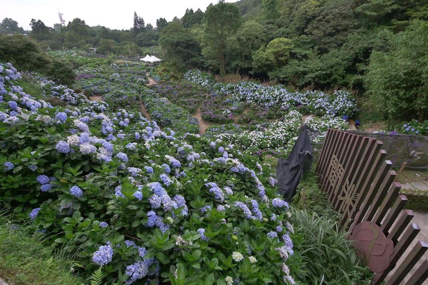 探索繡球花景點：高家繡球花田與更多必訪花海